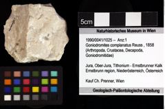 Foto (Objket + Etiketten) von Goniodromites complanatus (Reuss, 1858) 